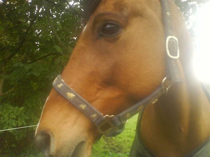 New Forest Waliant - ja det er godt tag du bare en masse fine billeder af fine mig!!! billede 9