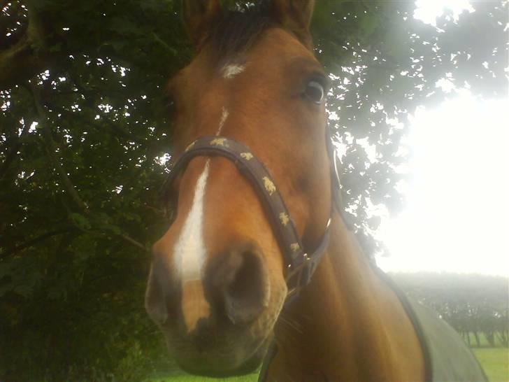 New Forest Waliant - ja ja ja ja hesteguf hesteguf ja ja ja ja billede 10