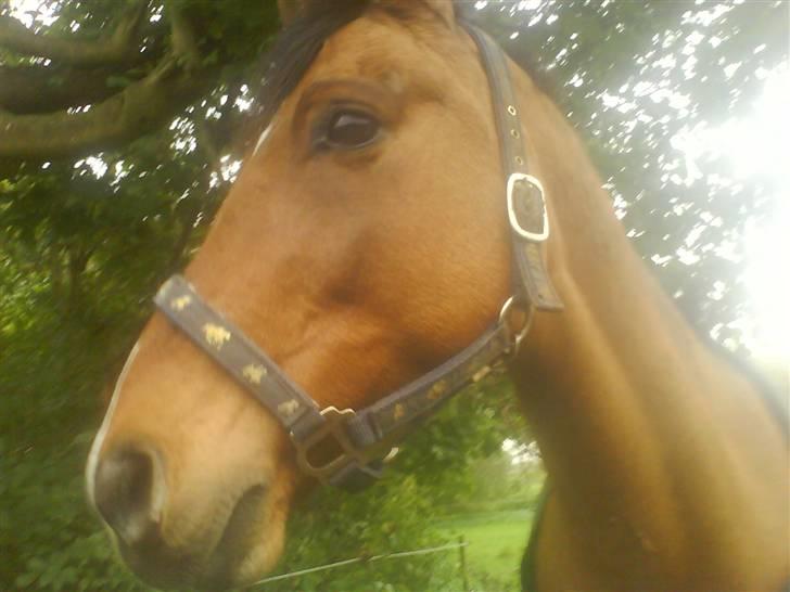 New Forest Waliant - jeg er jo bare så smuk at jeg skinner mere end solen!!! eller hvad!!! billede 11