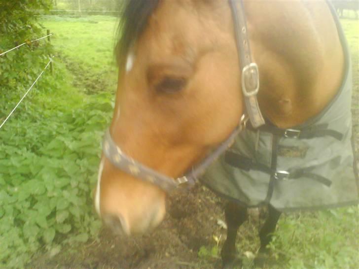 New Forest Waliant - brandneller! øv bøv de er for kedelige at spise kom nu græs billede 12