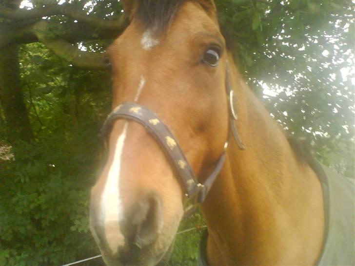 New Forest Waliant - jeg sagde lad være med at kigge!!! billede 13