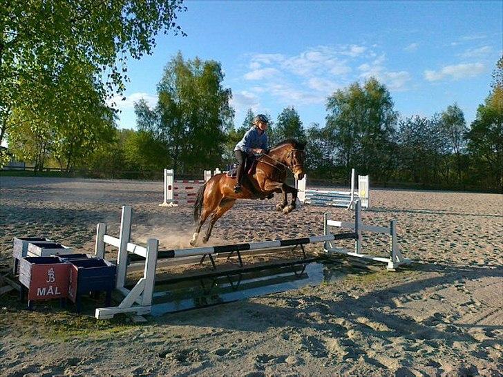 Irsk Sportspony Clover Island - 14) den dejligste og sødeste pony over vandgraven derhjemme<3<3 MIT SIDSTE SPRING PÅ HAM, INDEN HAN BLEV SYG IGEN, OG AFLIVET... FOTO: min far billede 14