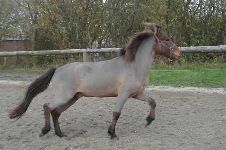 Islænder Jarpur fra Damgård SOLGT - Lige barberet....  billede 17