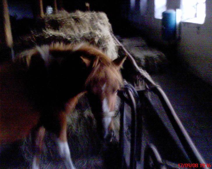 Anden særlig race Laika  billede 7