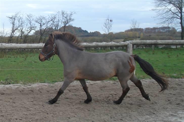 Islænder Jarpur fra Damgård SOLGT - Lige barberet....  billede 18