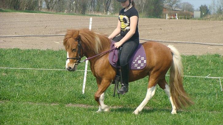 Anden særlig race Laika  billede 8