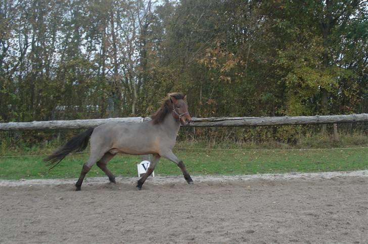 Islænder Jarpur fra Damgård SOLGT - Lige barberet billede 19