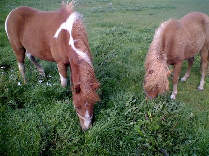 Anden særlig race Laika  billede 9