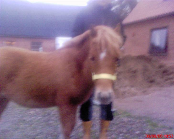 Anden særlig race Snuske *soglt og savnet* billede 8