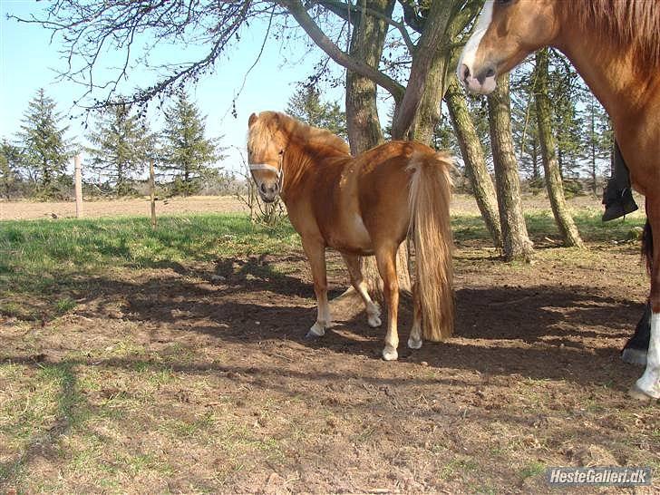 Anden særlig race Snuske *soglt og savnet* billede 9
