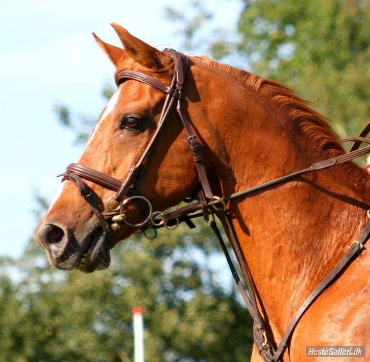 Hollandsk Sportspony Harpo Van De Haverkamp billede 1