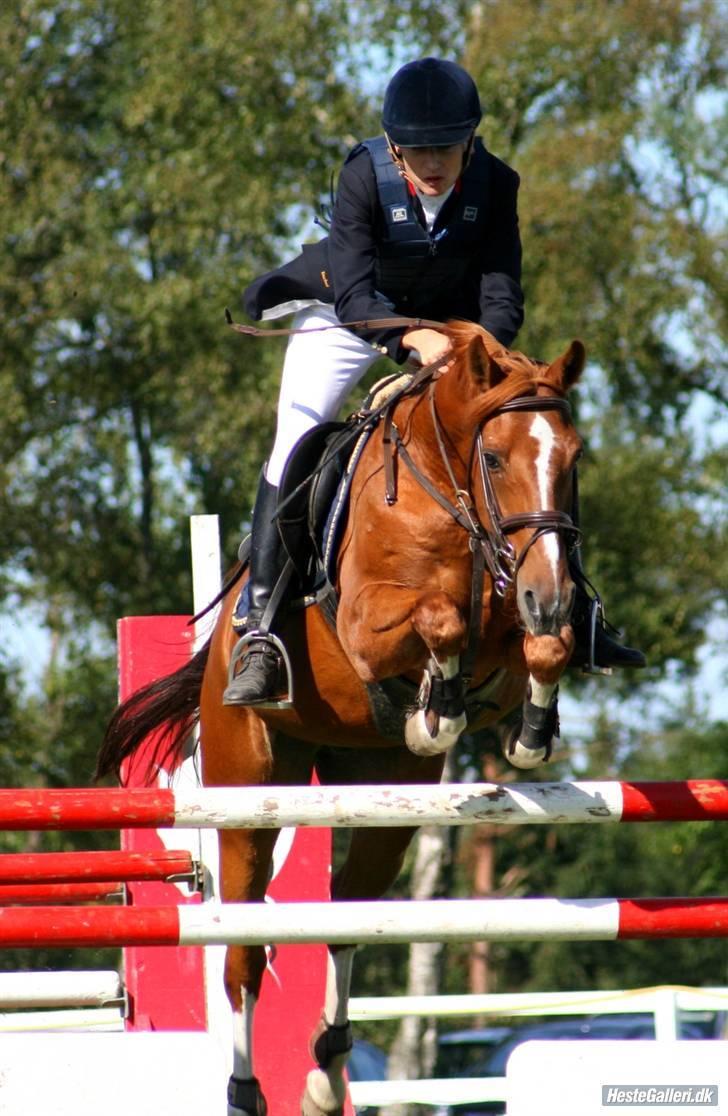 Hollandsk Sportspony Harpo Van De Haverkamp billede 2