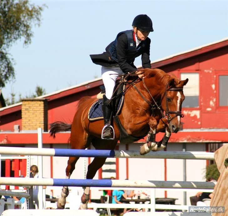 Hollandsk Sportspony Harpo Van De Haverkamp billede 4