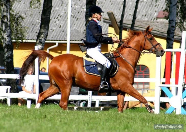 Hollandsk Sportspony Harpo Van De Haverkamp billede 5