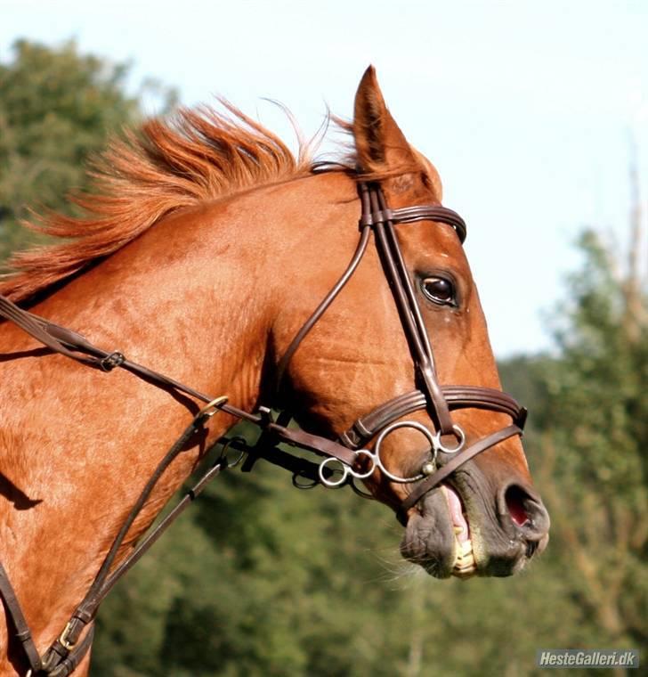 Hollandsk Sportspony Harpo Van De Haverkamp billede 6