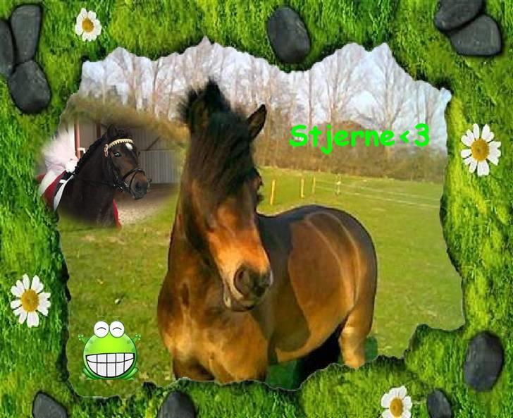 Dartmoor Stjerne (red engang) billede 18