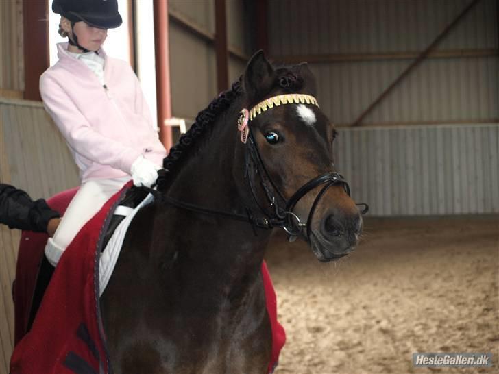 Dartmoor Stjerne (red engang) - Mig og Stjerne skal ride stævne... billede 19