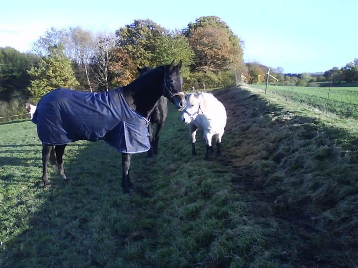 Anden særlig race Soleo (Solgt) - D. 31/10-08 billede 17