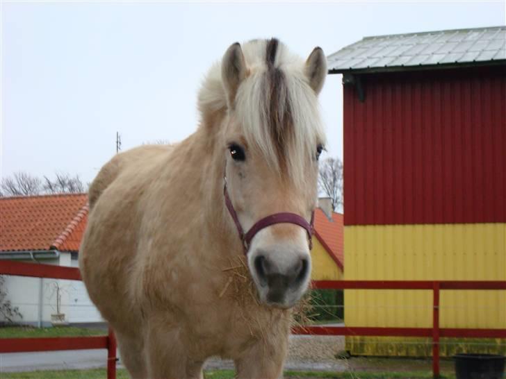 Fjordhest Lærkelundens Oliver billede 2