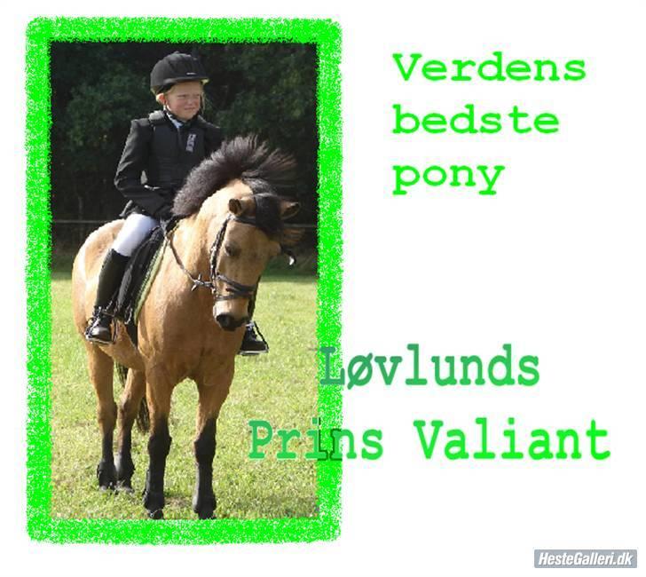 Anden særlig race Løvlunds Prins Valiant - det passer :) billede 13