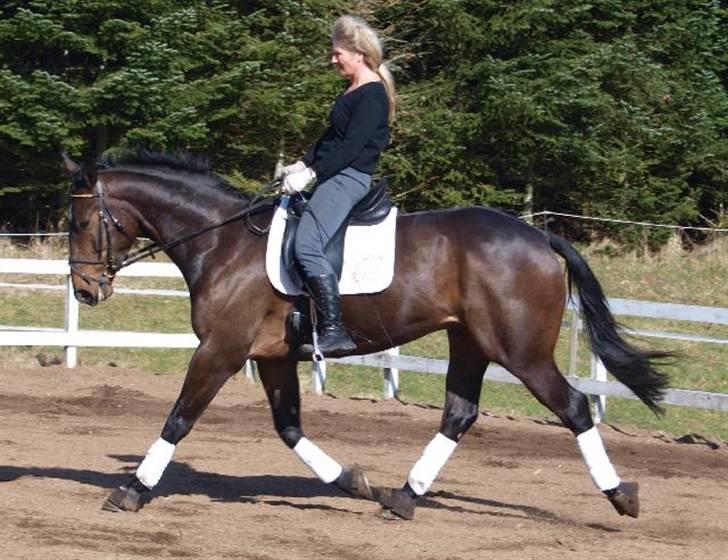 Dansk Varmblod Grinsbæk's Orion ' SOLGT - Mig og Orion på ridebanen billede 1