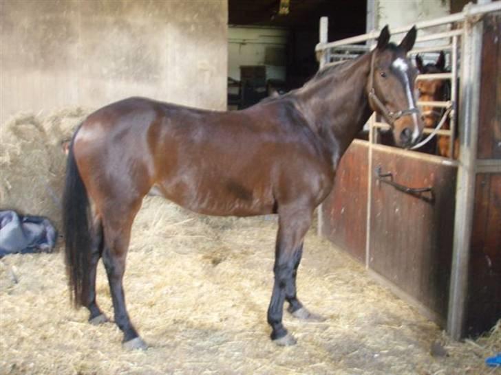 Dansk Varmblod Grinsbæk's Orion ' SOLGT - lige blevet striglet billede 2