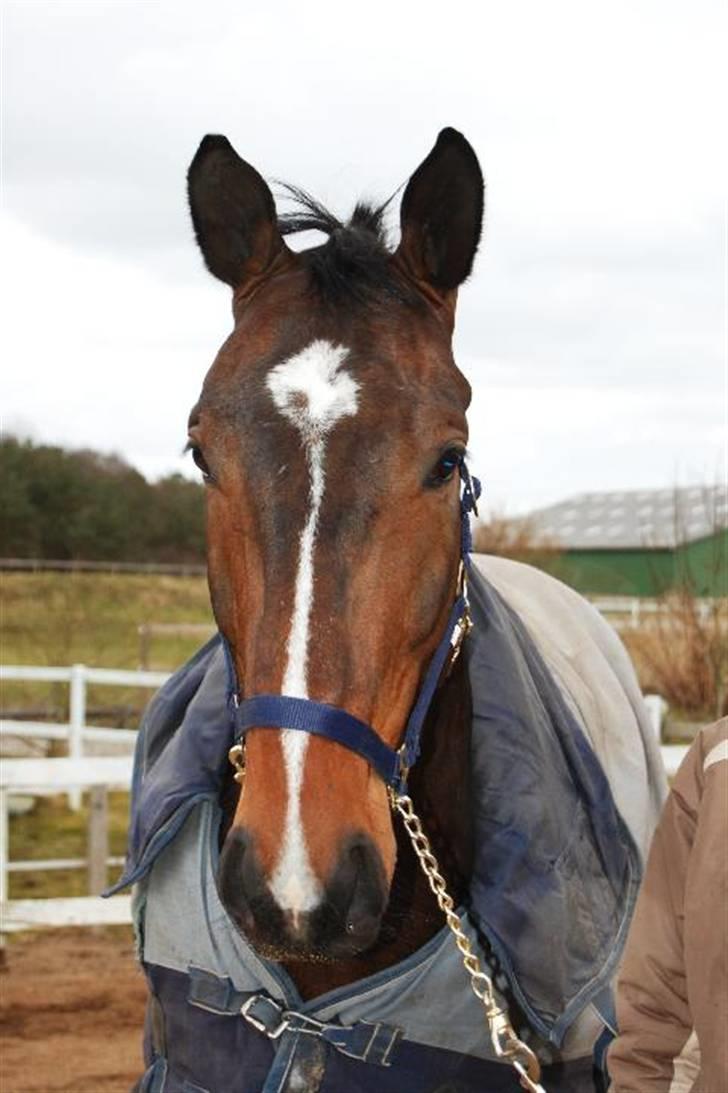 Dansk Varmblod Grinsbæk's Orion ' SOLGT - noget spændende? Foto: Ally billede 3