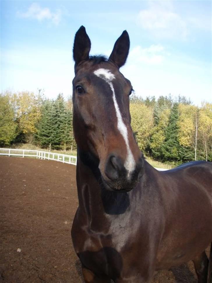 Dansk Varmblod Grinsbæk's Orion ' SOLGT billede 4
