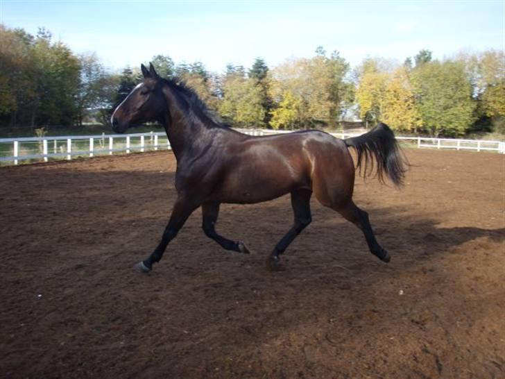 Dansk Varmblod Grinsbæk's Orion ' SOLGT - trav billede 5