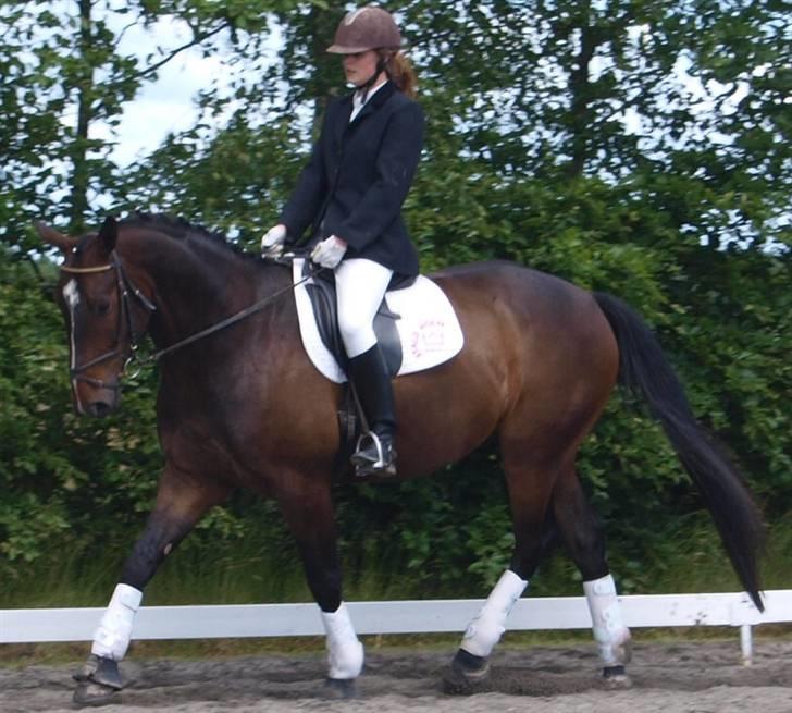 Dansk Varmblod Grinsbæk's Orion ' SOLGT - Camilla og Orin til stævne i Harridslev billede 6