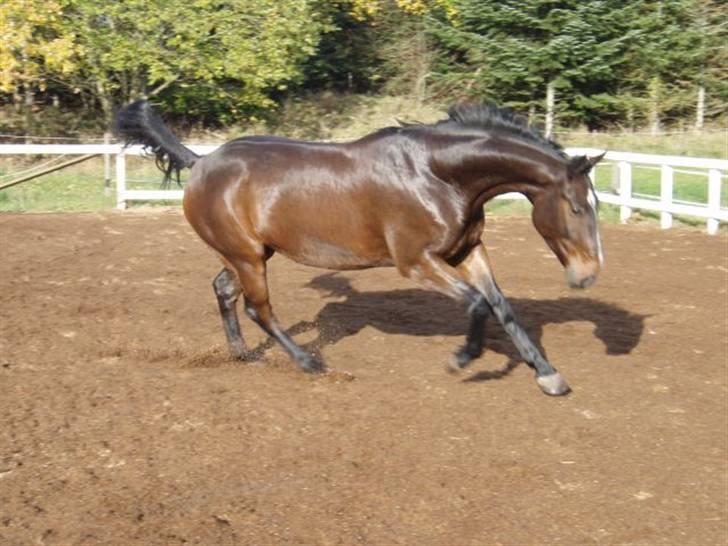 Dansk Varmblod Grinsbæk's Orion ' SOLGT - galop billede 7