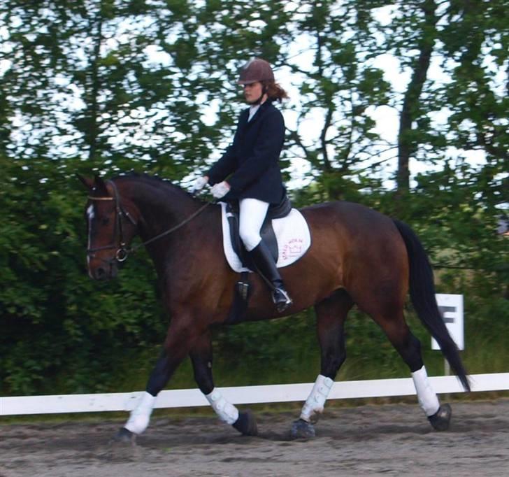 Dansk Varmblod Grinsbæk's Orion ' SOLGT - Camilla red Lc1, 3 gang hun rider ham billede 8