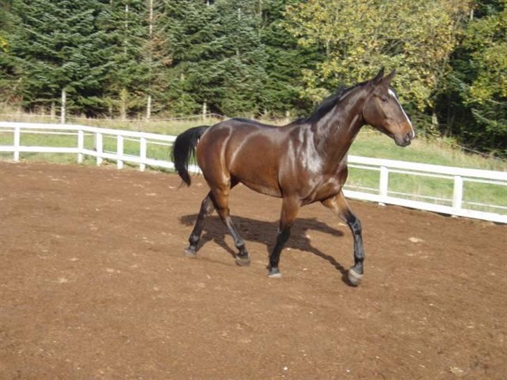 Dansk Varmblod Grinsbæk's Orion ' SOLGT billede 9