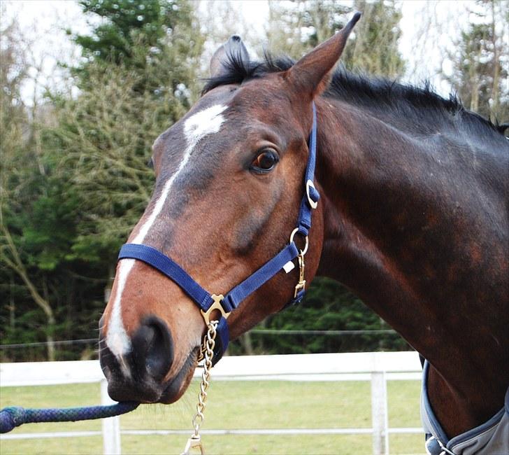 Dansk Varmblod Grinsbæk's Orion ' SOLGT - Søde Orion vil vist ikke ud ;) billede 10