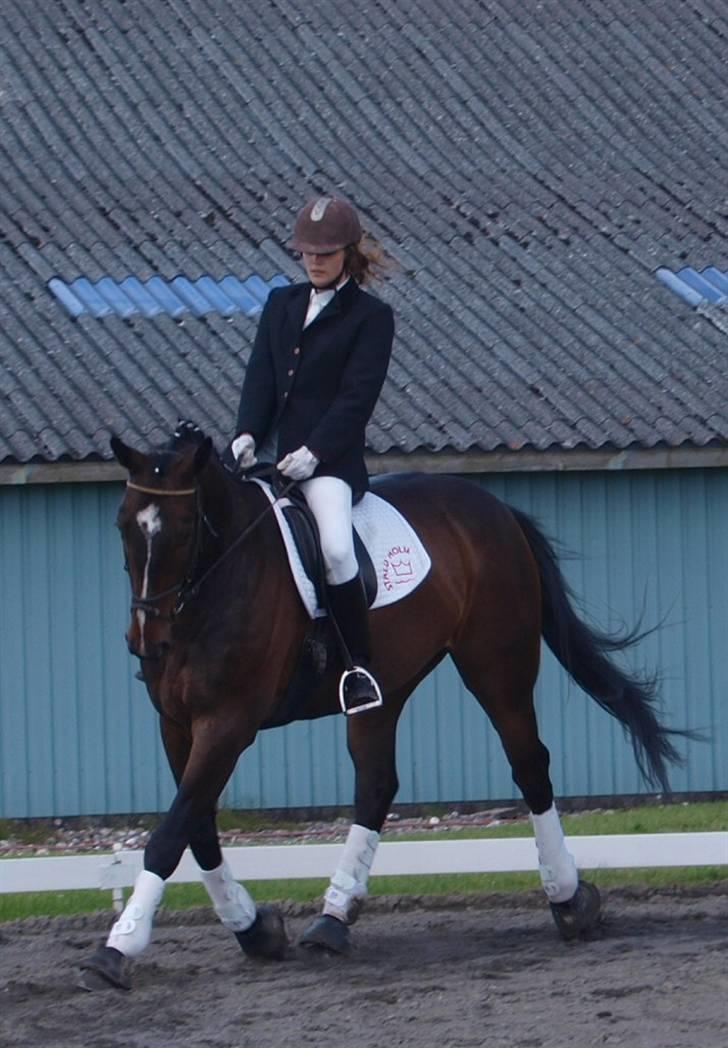 Dansk Varmblod Grinsbæk's Orion ' SOLGT - Orion og Camilla til stævne i Harridslev d. 20 juni 09 billede 11