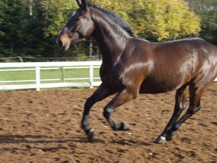 Dansk Varmblod Grinsbæk's Orion ' SOLGT - galop billede 12