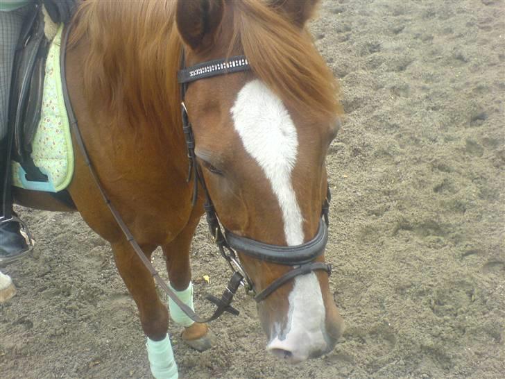 Anden særlig race Robin  - robin igen igen billede 2