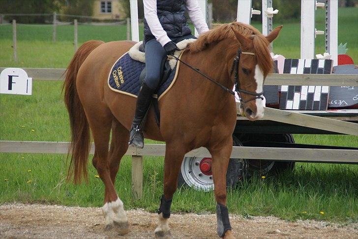 Anden særlig race BeautyButterfly-flipSolgt billede 2