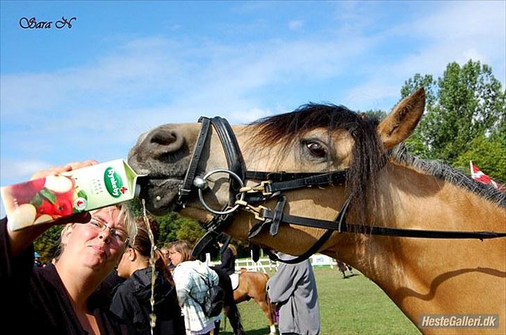 Anden særlig race Shanon B-pony - Rynkeby! Mums! xD billede 9