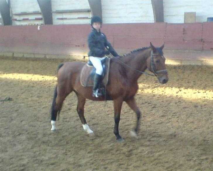 Anden særlig race Ramses Aflivet :'( - Til stævne idag (1 november) Da vi varmer op billede 12