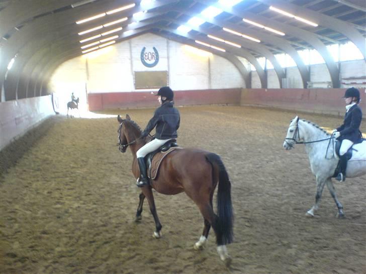 Anden særlig race Ramses Aflivet :'( - Da jeg varmer op til stævne billede 13