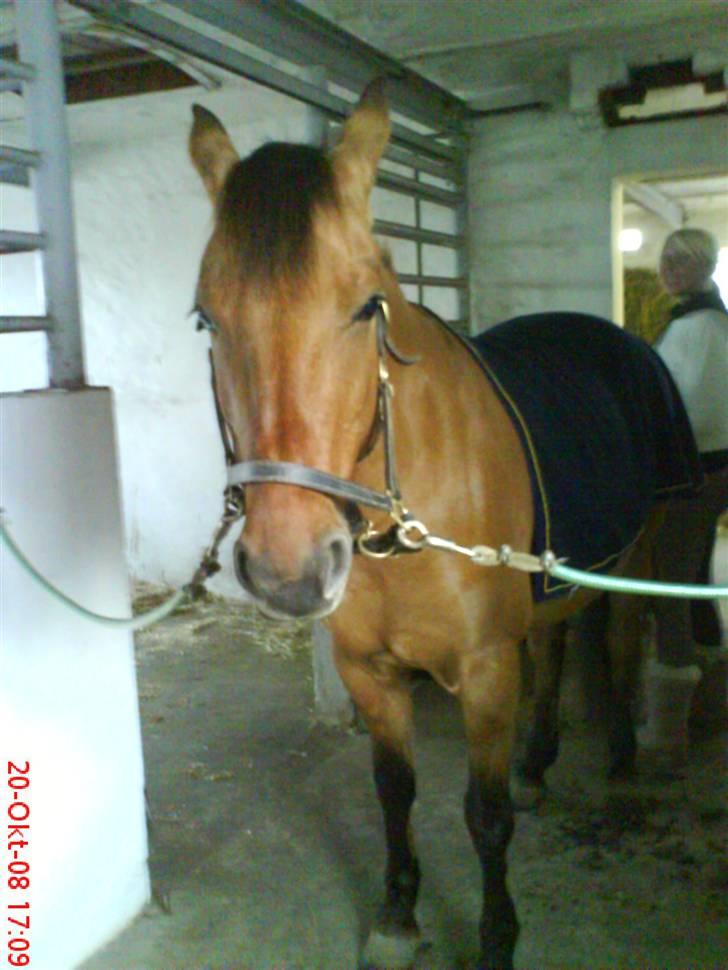 Anden særlig race smukke Lady billede 1