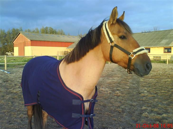 Anden særlig race smukke Lady billede 2