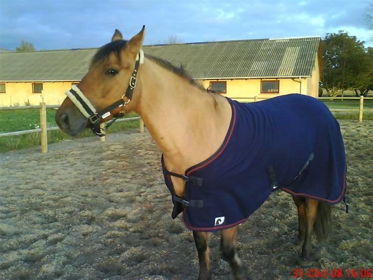 Anden særlig race smukke Lady billede 3