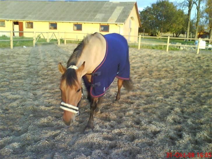 Anden særlig race smukke Lady billede 4