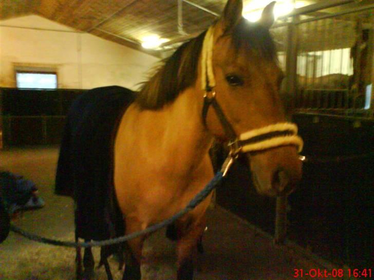 Anden særlig race smukke Lady billede 6