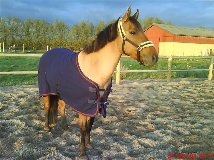 Anden særlig race smukke Lady billede 8