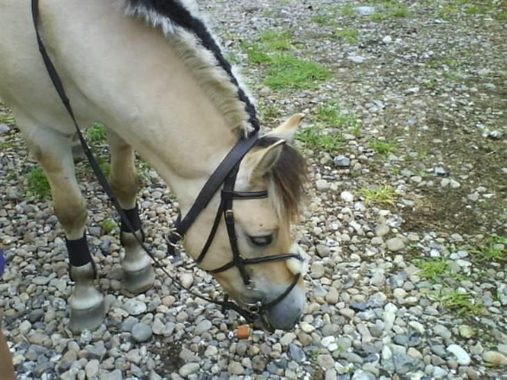 Fjordhest Huggeren :D ( Jannie's ) billede 6