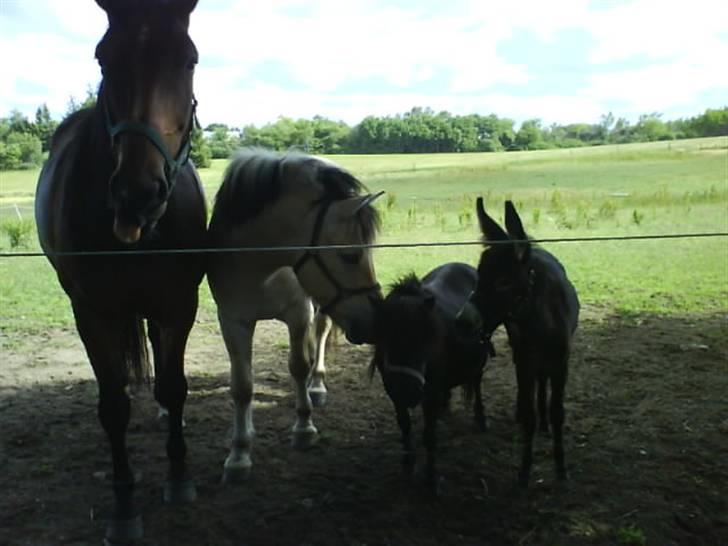 Fjordhest Huggeren :D ( Jannie's ) billede 7