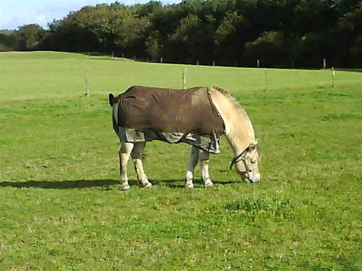 Fjordhest Huggeren :D ( Jannie's ) billede 8